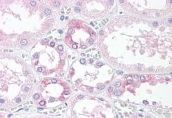 TM9SF4 Antibody, Novus Biologicals 50 &mu;g; Unconjugated:Antibodies, Polyclonal